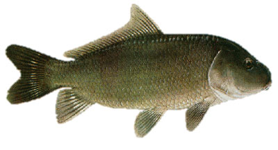  ,  , ׸  (Ictiobus cyprinellus, Ictiobus bubalus, Ictiobus niger)