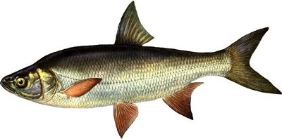  (Aspius aspius)