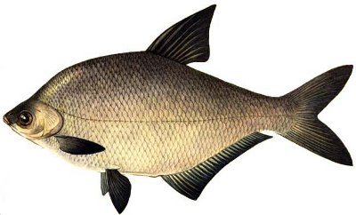  (Abramis brama Linnaeus)