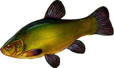  (Tinca Tinca)