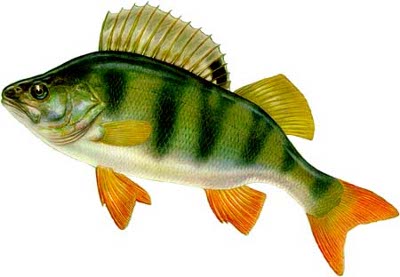  (Perca)