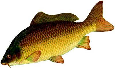  (Cyprinus carpio)