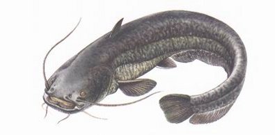   (Silurus glanis)