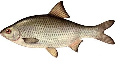  (Rutilus rutilus caspicus)
